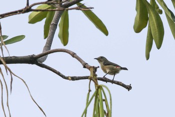 Scarlet-backed Flowerpecker Chatuchak Park Tue, 3/21/2017