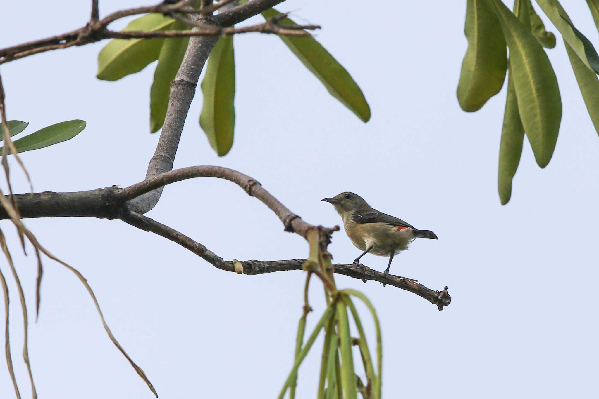 Scarlet-backed Flowerpecker