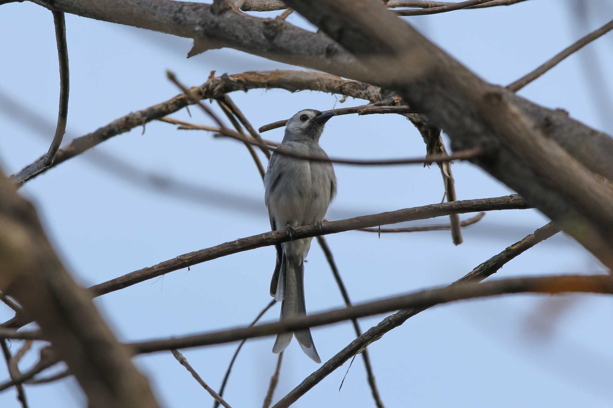 Photo of Ashy Drongo at Chatuchak Park by Trio