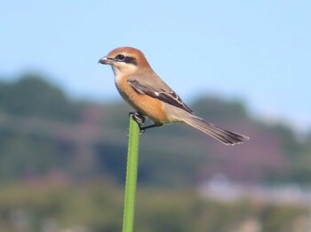 2021年9月19日(日) 座間新田宿の野鳥観察記録