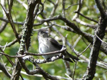 Sun, 9/19/2021 Birding report at 十里木高原