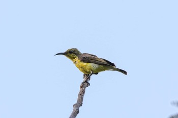 Ornate Sunbird Chatuchak Park Tue, 3/21/2017