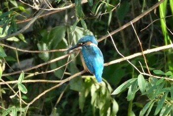 2021年9月19日(日) 赤羽自然観察公園の野鳥観察記録