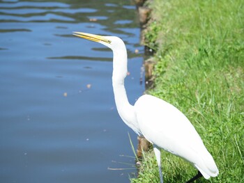 チュウサギ 三渓園 2021年9月19日(日)