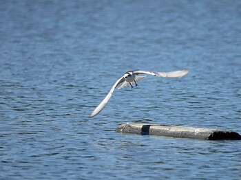 White-winged Tern Isanuma Sun, 9/19/2021