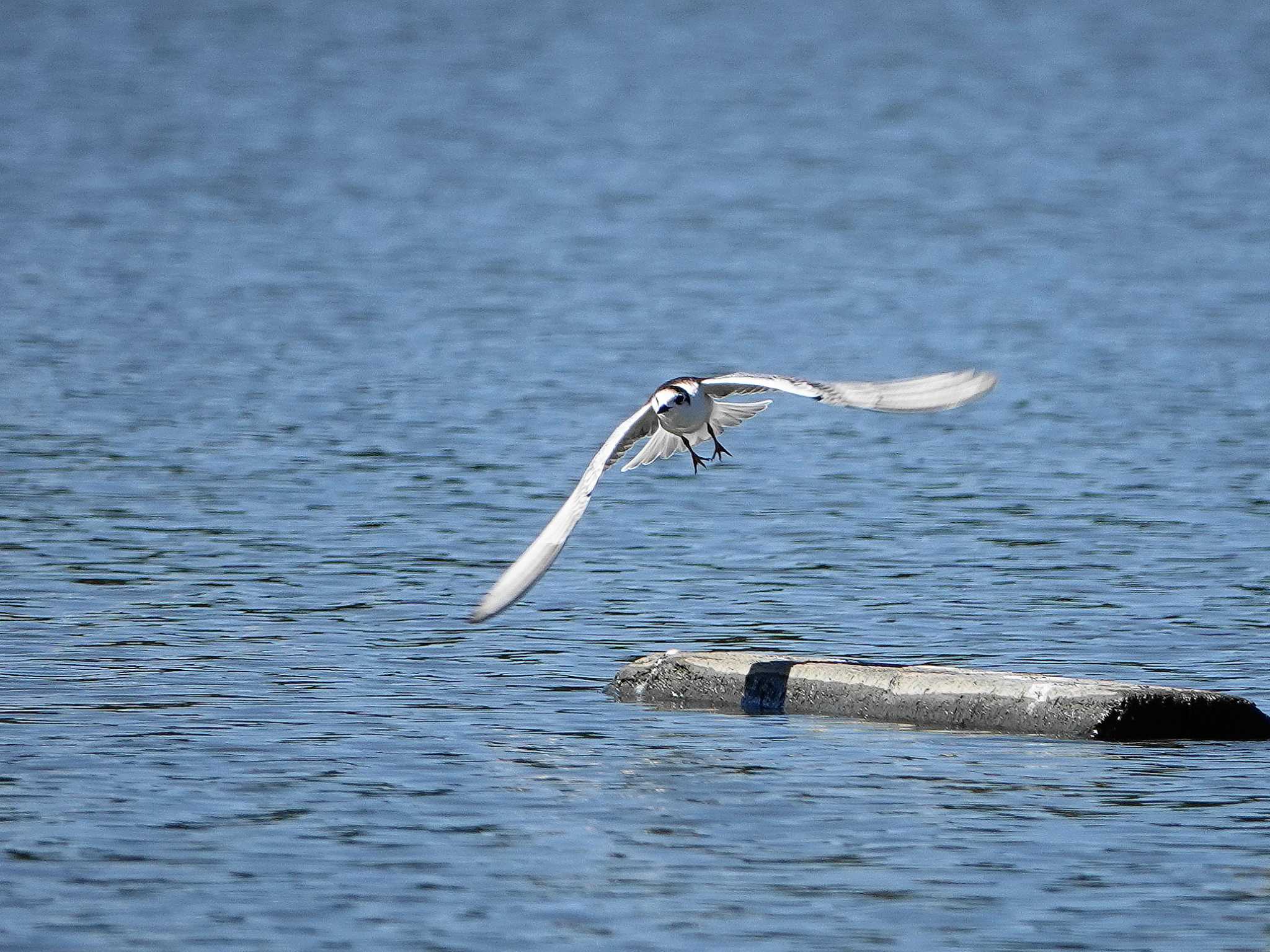 Photo of White-winged Tern at Isanuma by dalidalida