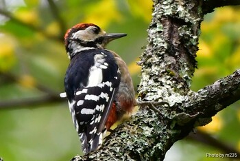 Great Spotted Woodpecker 乙女高原 Sat, 9/11/2021