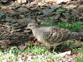 2021年9月19日(日) 清澄公園の野鳥観察記録