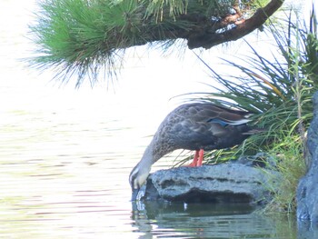 カルガモ 清澄庭園(清澄公園) 2021年9月19日(日)