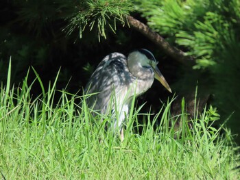 アオサギ 清澄庭園(清澄公園) 2021年9月19日(日)