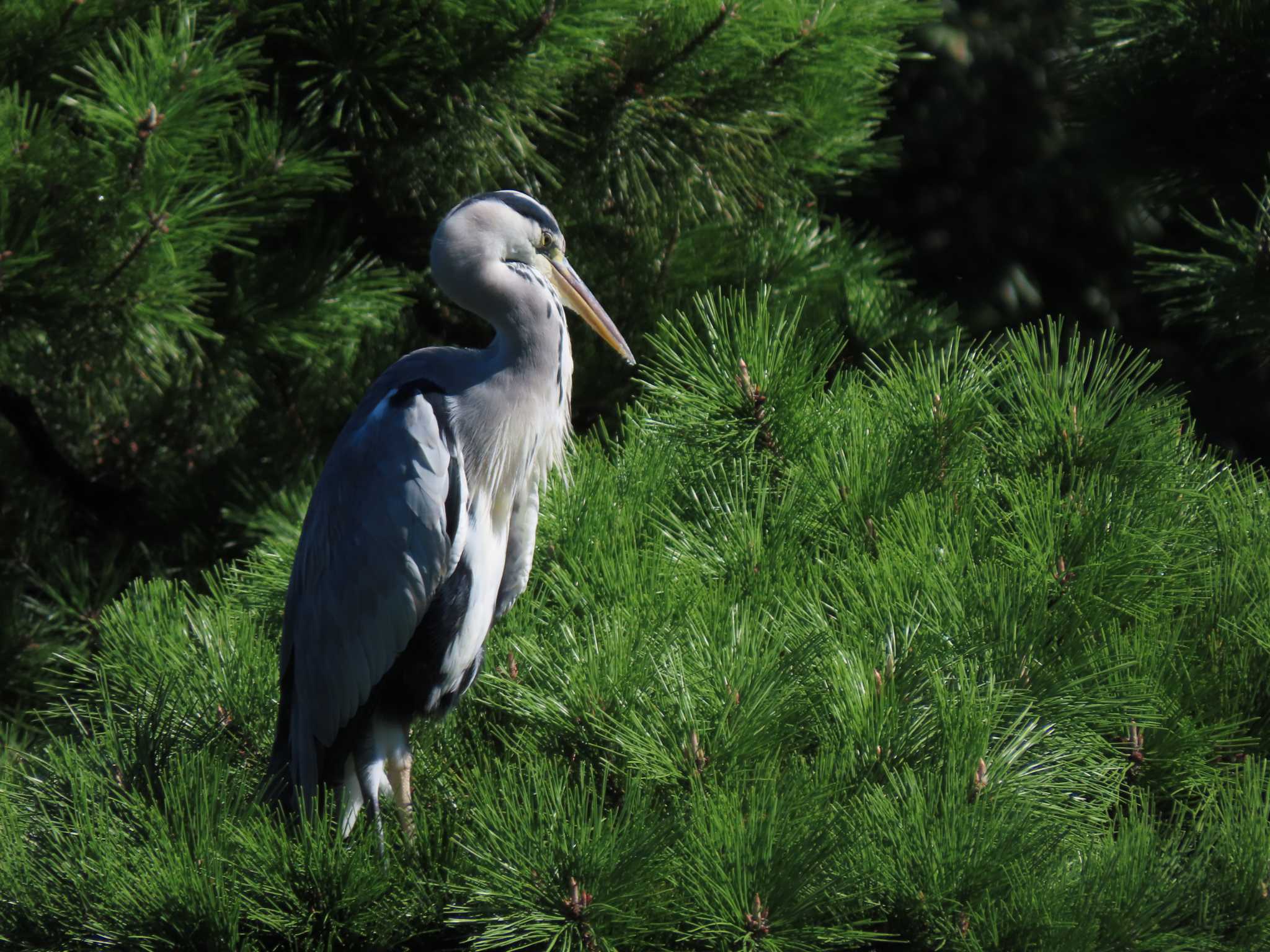 Grey Heron