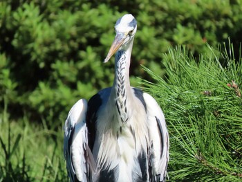 アオサギ 清澄庭園(清澄公園) 2021年9月19日(日)