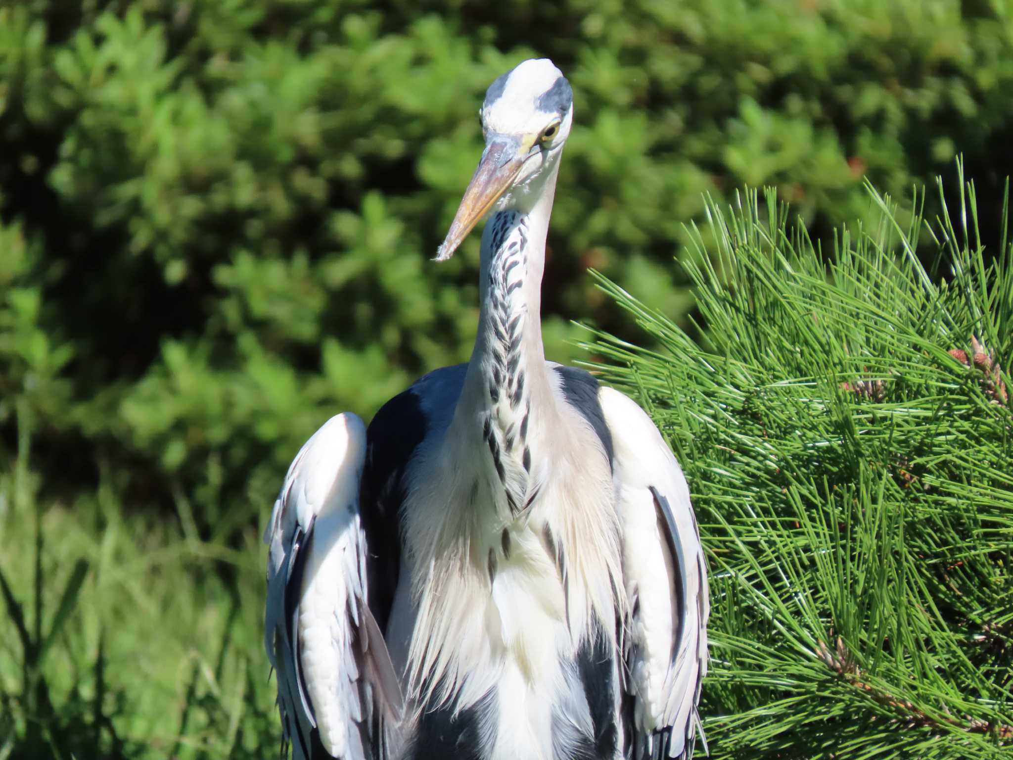 Grey Heron