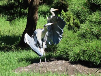 アオサギ 清澄庭園(清澄公園) 2021年9月19日(日)