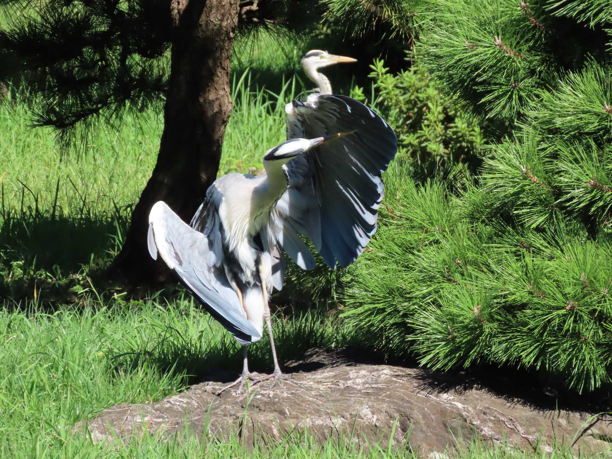 Grey Heron