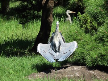 アオサギ 清澄庭園(清澄公園) 2021年9月19日(日)