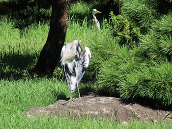 アオサギ 清澄庭園(清澄公園) 2021年9月19日(日)