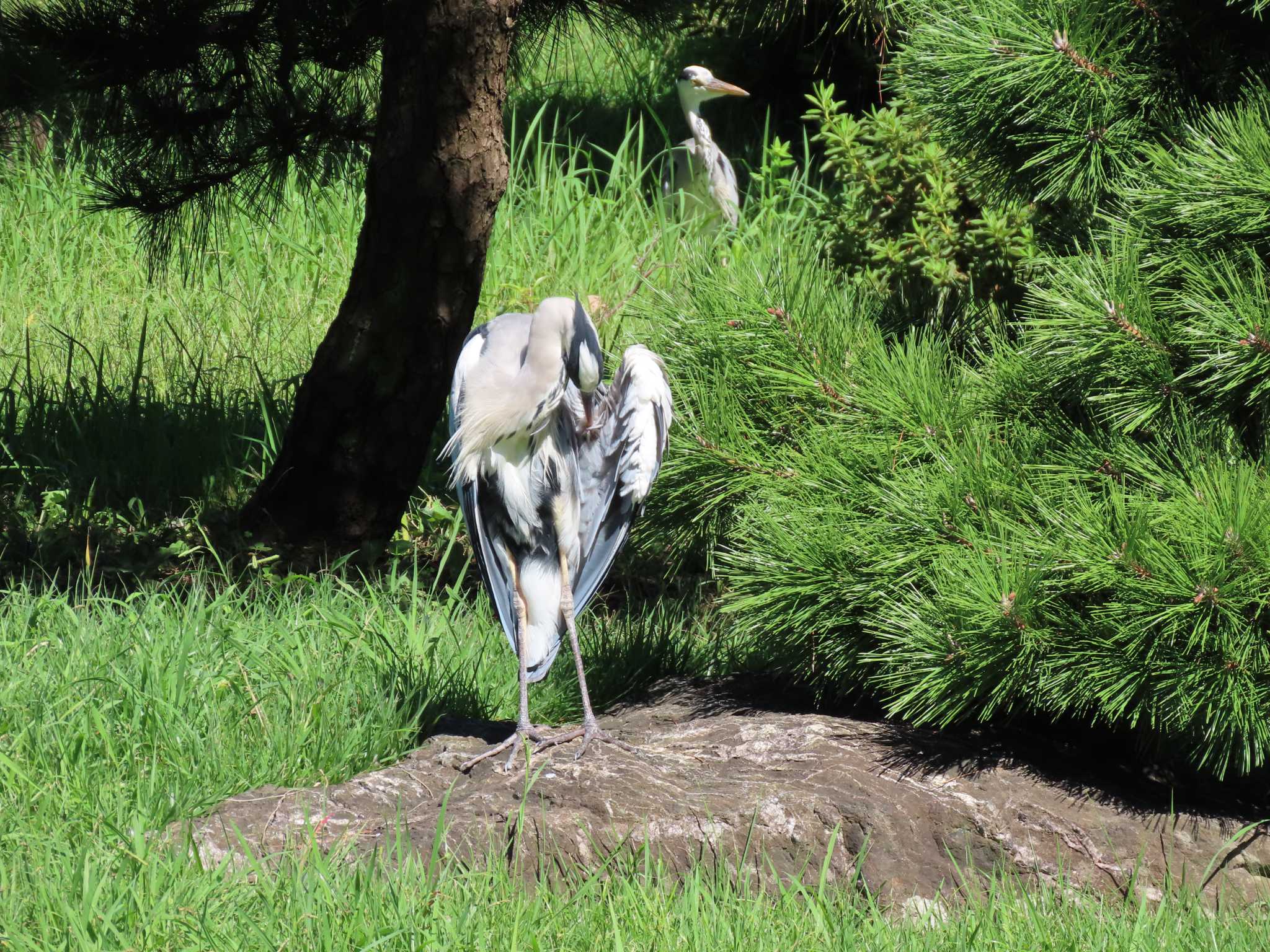 Grey Heron