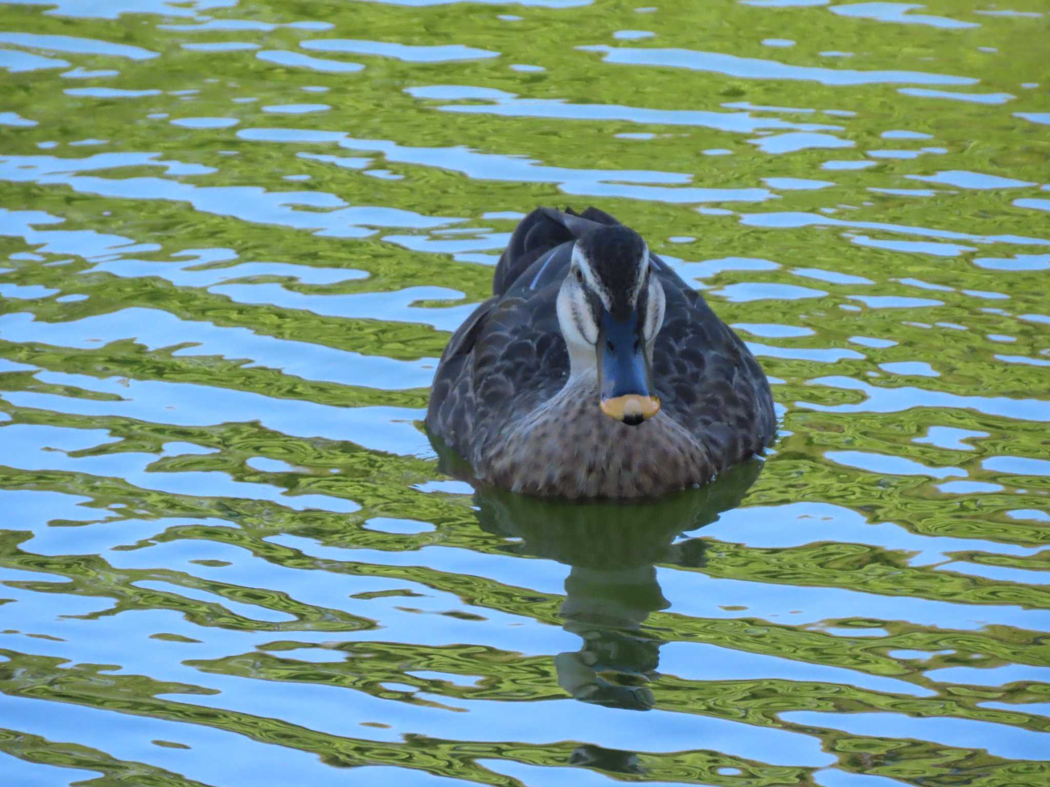 清澄庭園(清澄公園) カルガモの写真 by のぐち