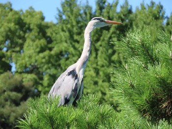 アオサギ 清澄庭園(清澄公園) 2021年9月19日(日)