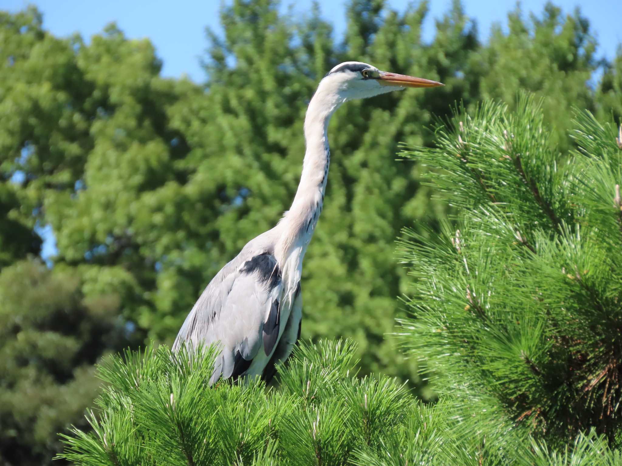 Grey Heron