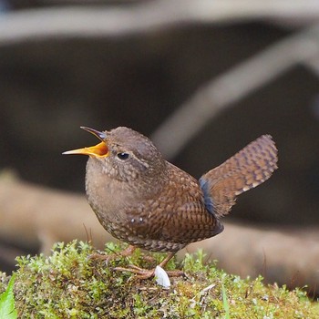 Eurasian Wren 御岳山、御岳山神社 Thu, 4/20/2017