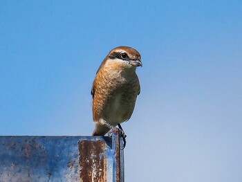 Bull-headed Shrike 武庫川 Sun, 9/19/2021