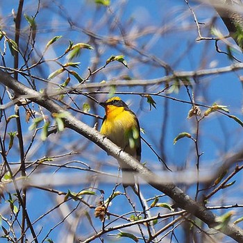 Narcissus Flycatcher 御岳山、御岳山神社 Thu, 4/20/2017