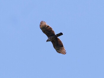 2021年9月19日(日) 吉野梅林の野鳥観察記録