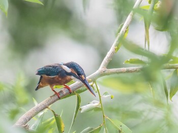 Common Kingfisher 武庫川 Sun, 9/19/2021