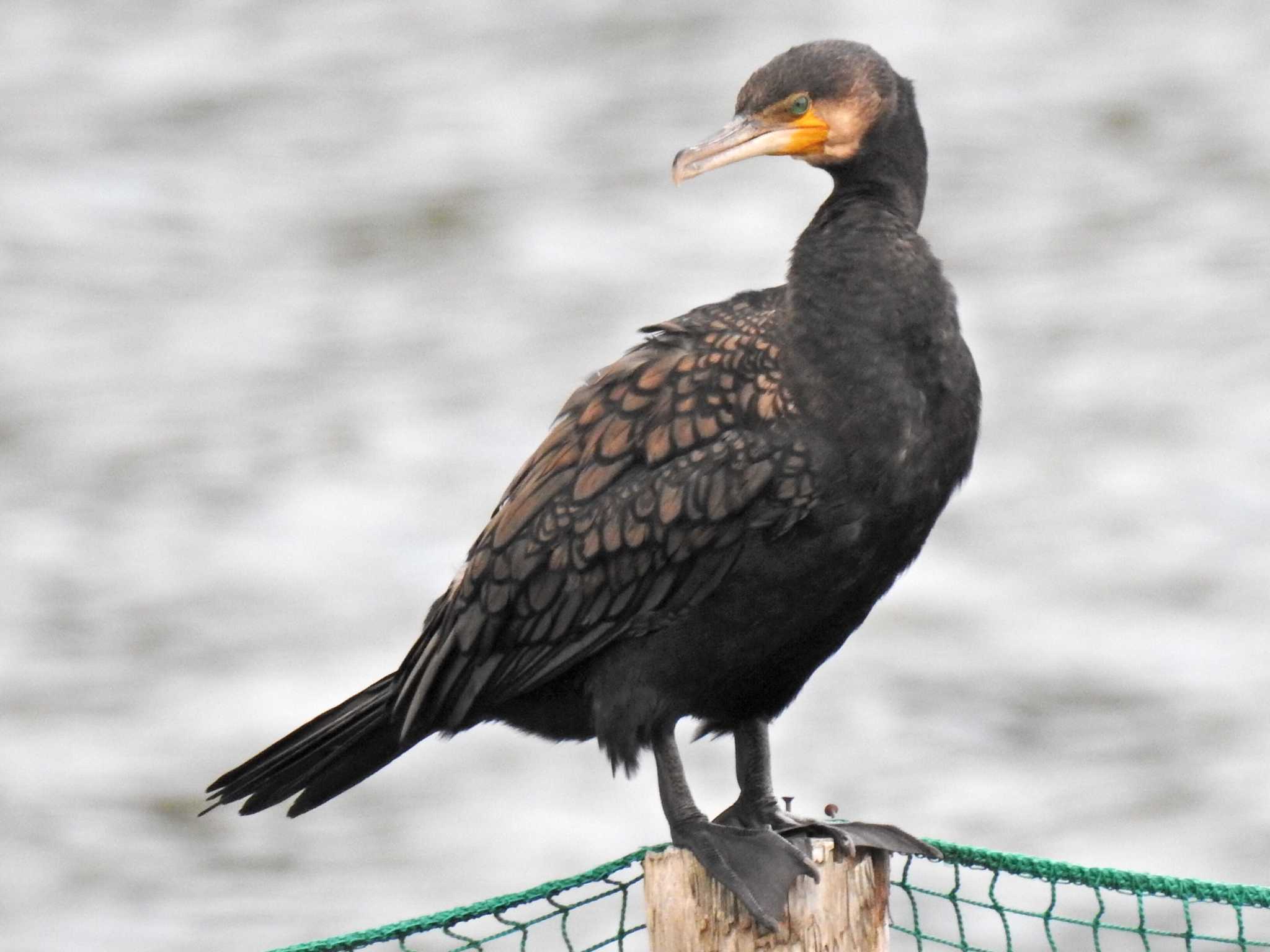 Photo of Great Cormorant at 苧ヶ瀬池 by 寅次郎