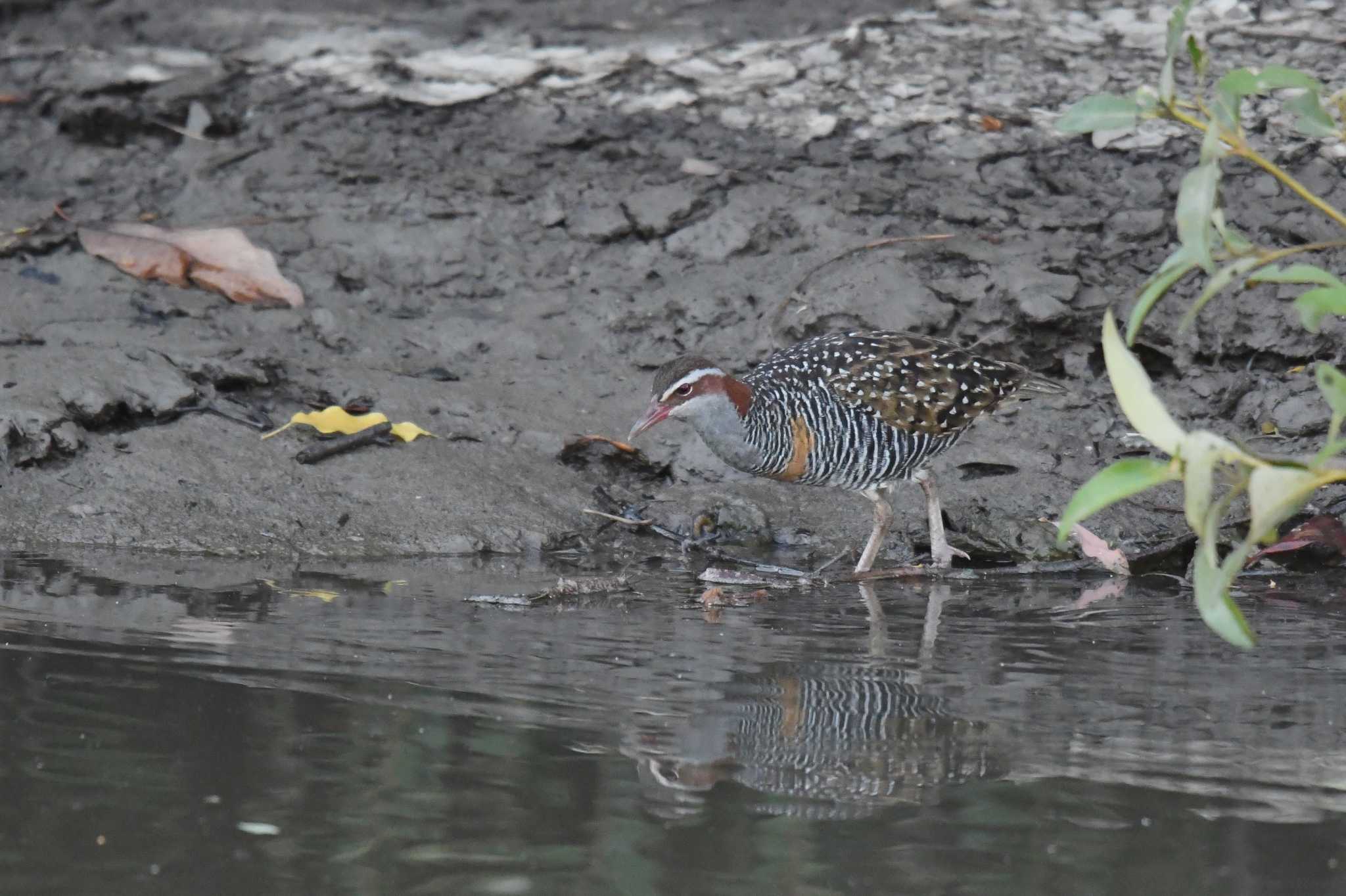 Buff-banded Rail