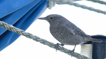 2021年9月19日(日) 飯岡漁港の野鳥観察記録