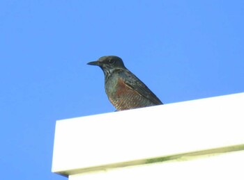 Blue Rock Thrush 犬吠埼 Sun, 9/19/2021