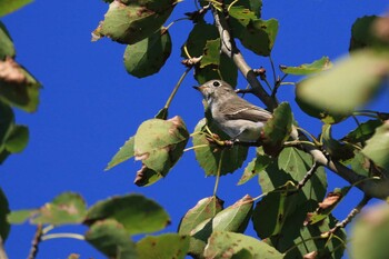 Sun, 9/19/2021 Birding report at 北海道 函館市 東山