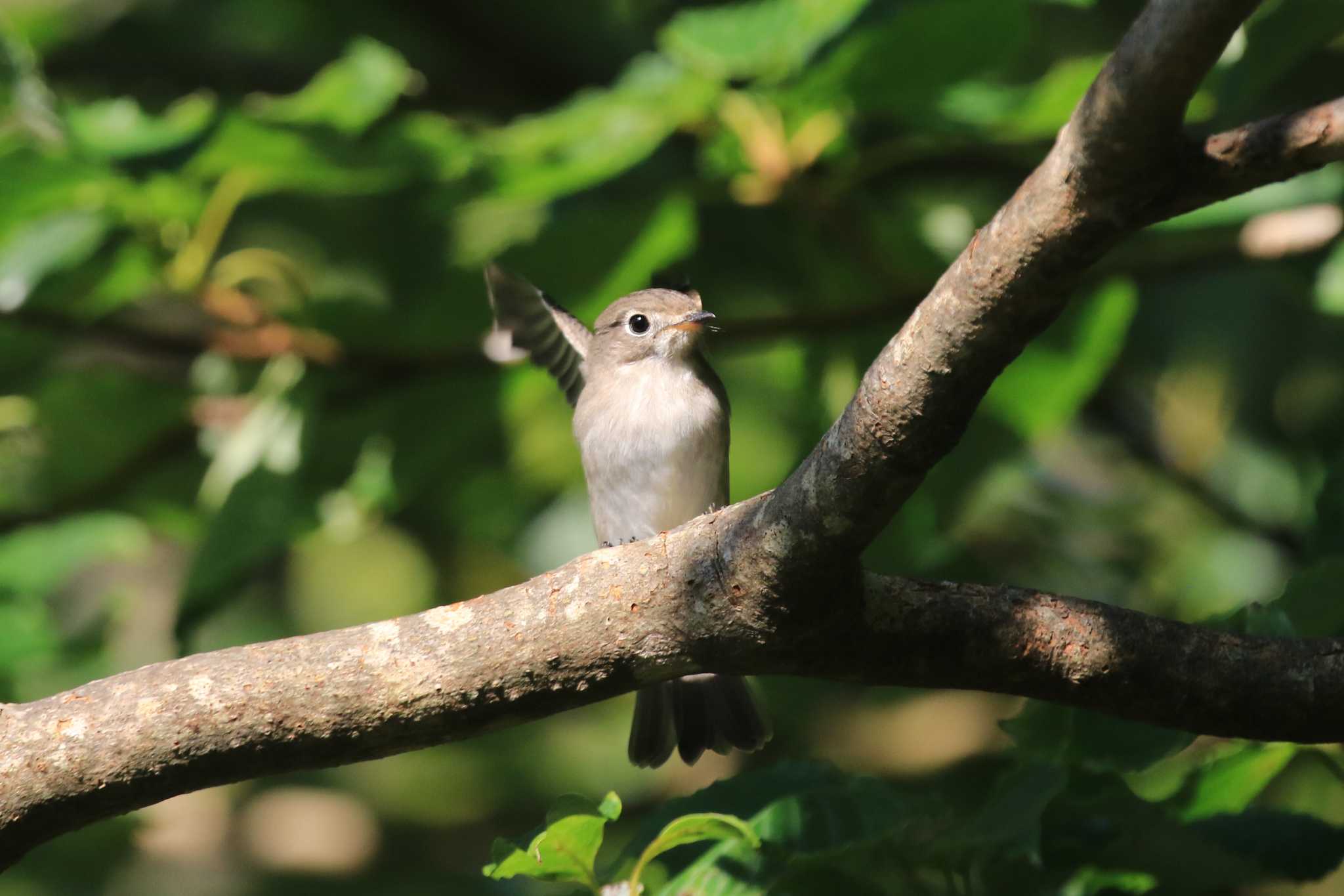 Asian Brown Flycatcher