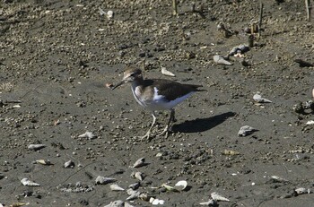 Sun, 9/19/2021 Birding report at Yatsu-higata