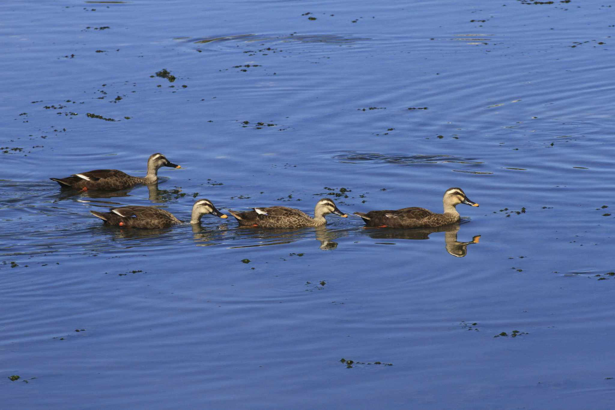 Eastern Spot-billed Duck