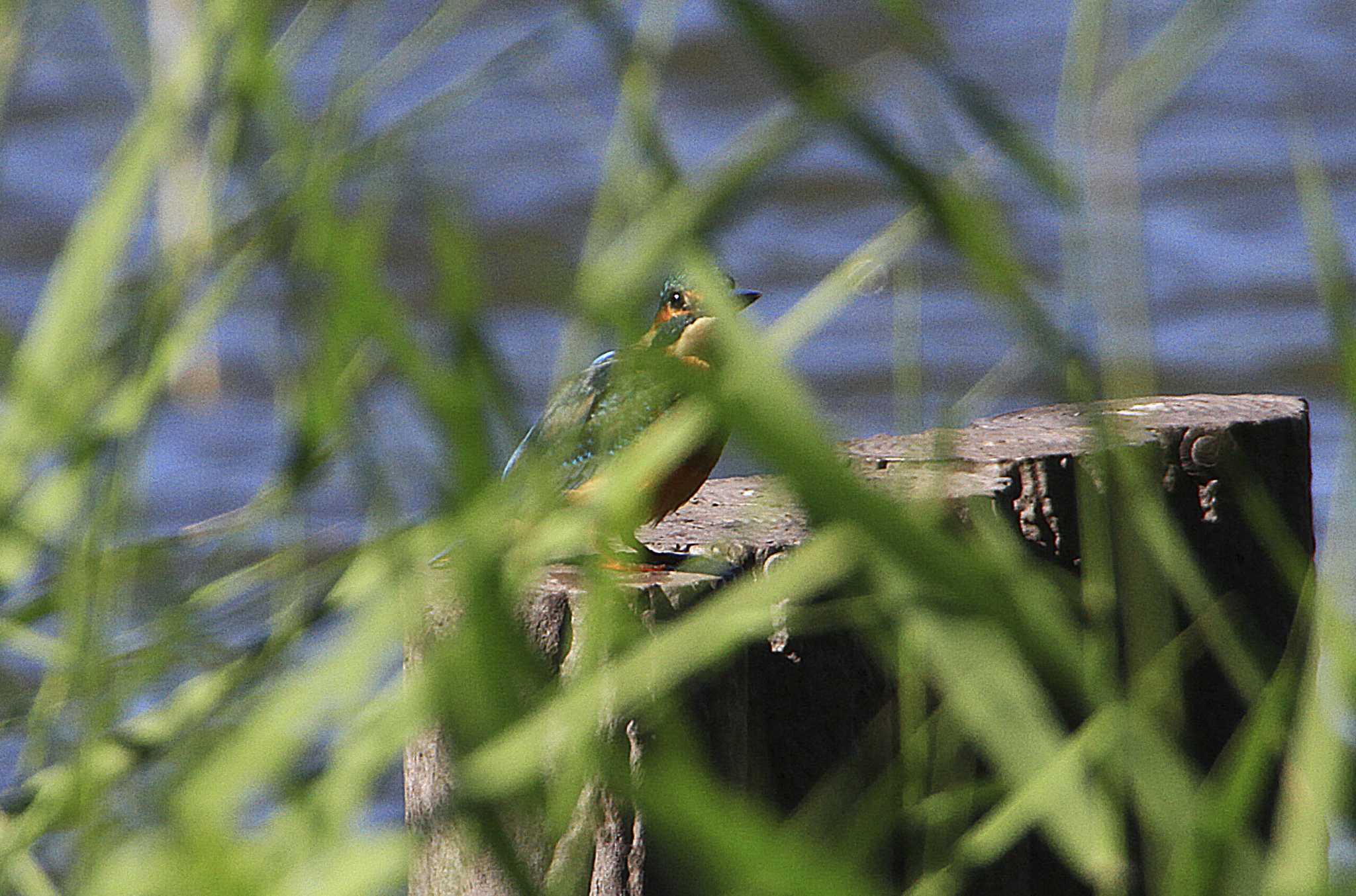 Common Kingfisher