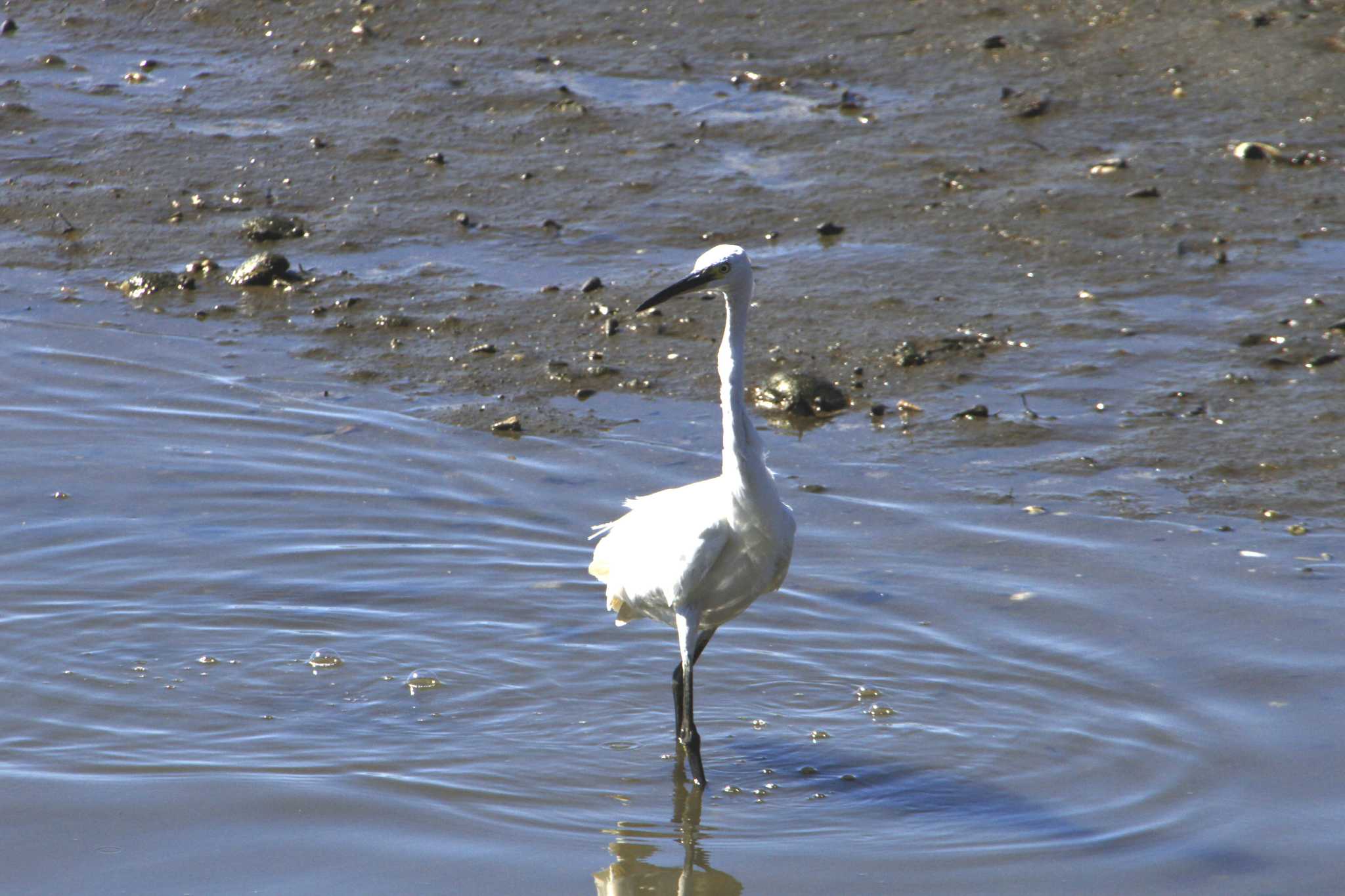 Little Egret