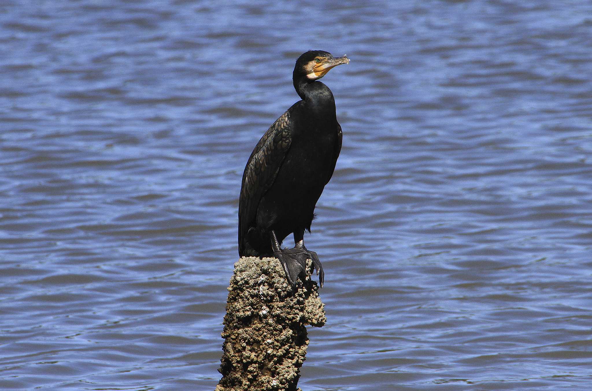 Great Cormorant