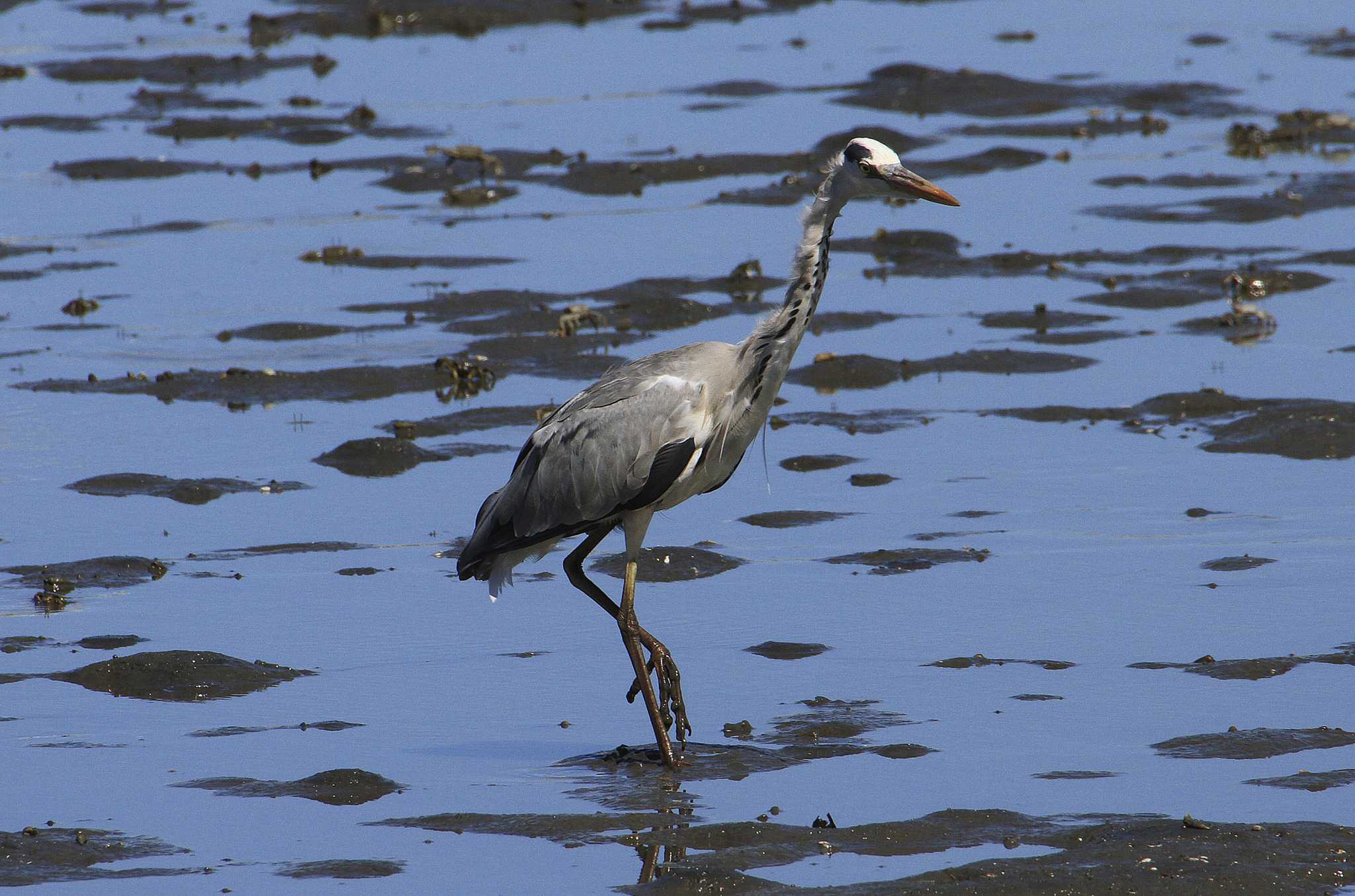 Grey Heron