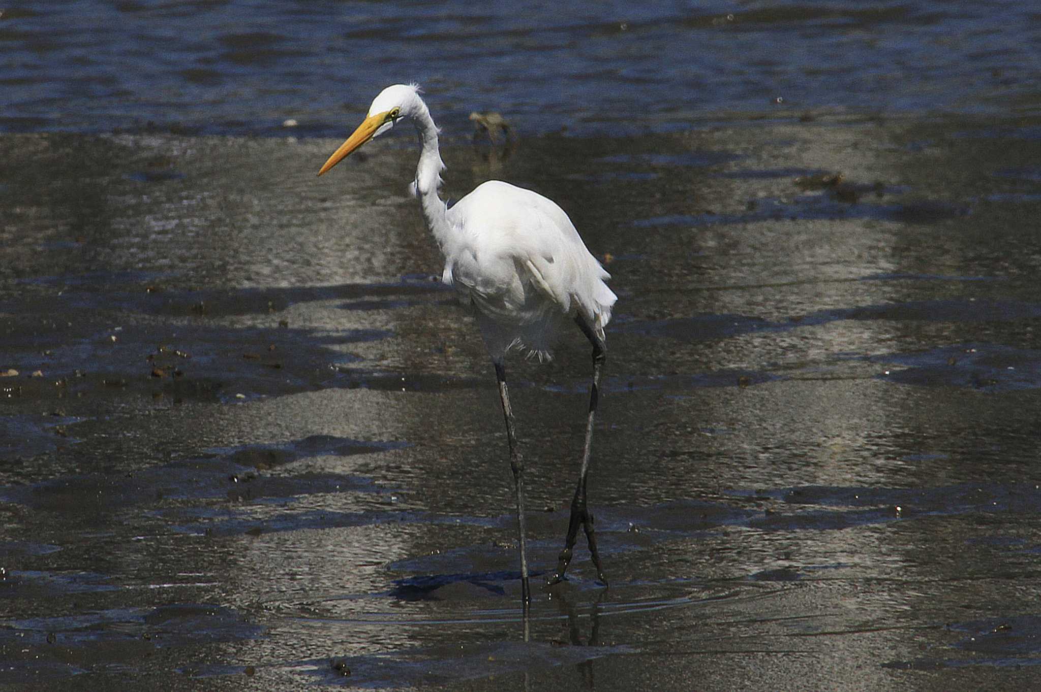 Photo of Great Egret at Yatsu-higata by Simo