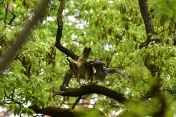 オオタカ 埼玉　荒川河川敷 2017年4月20日(木)