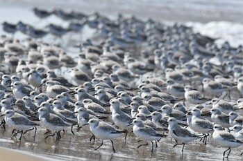 Sanderling 千里浜(石川県羽咋市) Sun, 9/19/2021