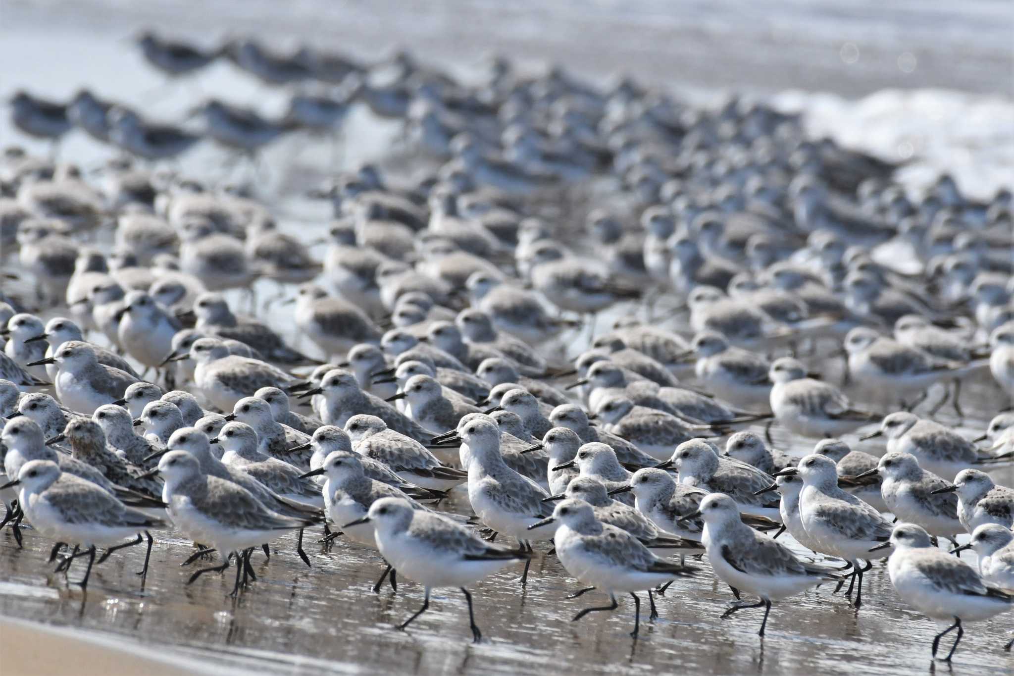 Sanderling