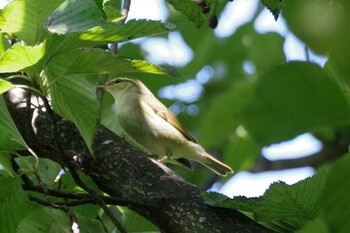 2021年9月19日(日) 福井緑地(札幌市西区)の野鳥観察記録