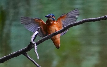 Sun, 9/19/2021 Birding report at 山田西公園