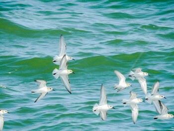 Thu, 9/16/2021 Birding report at 湧洞沼(豊頃町)