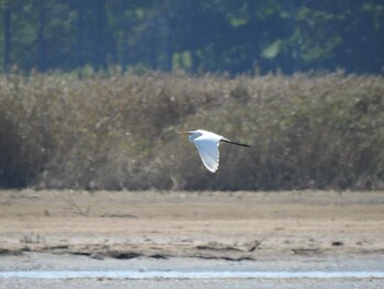 ダイサギ 湧洞沼(豊頃町) 2021年9月16日(木)